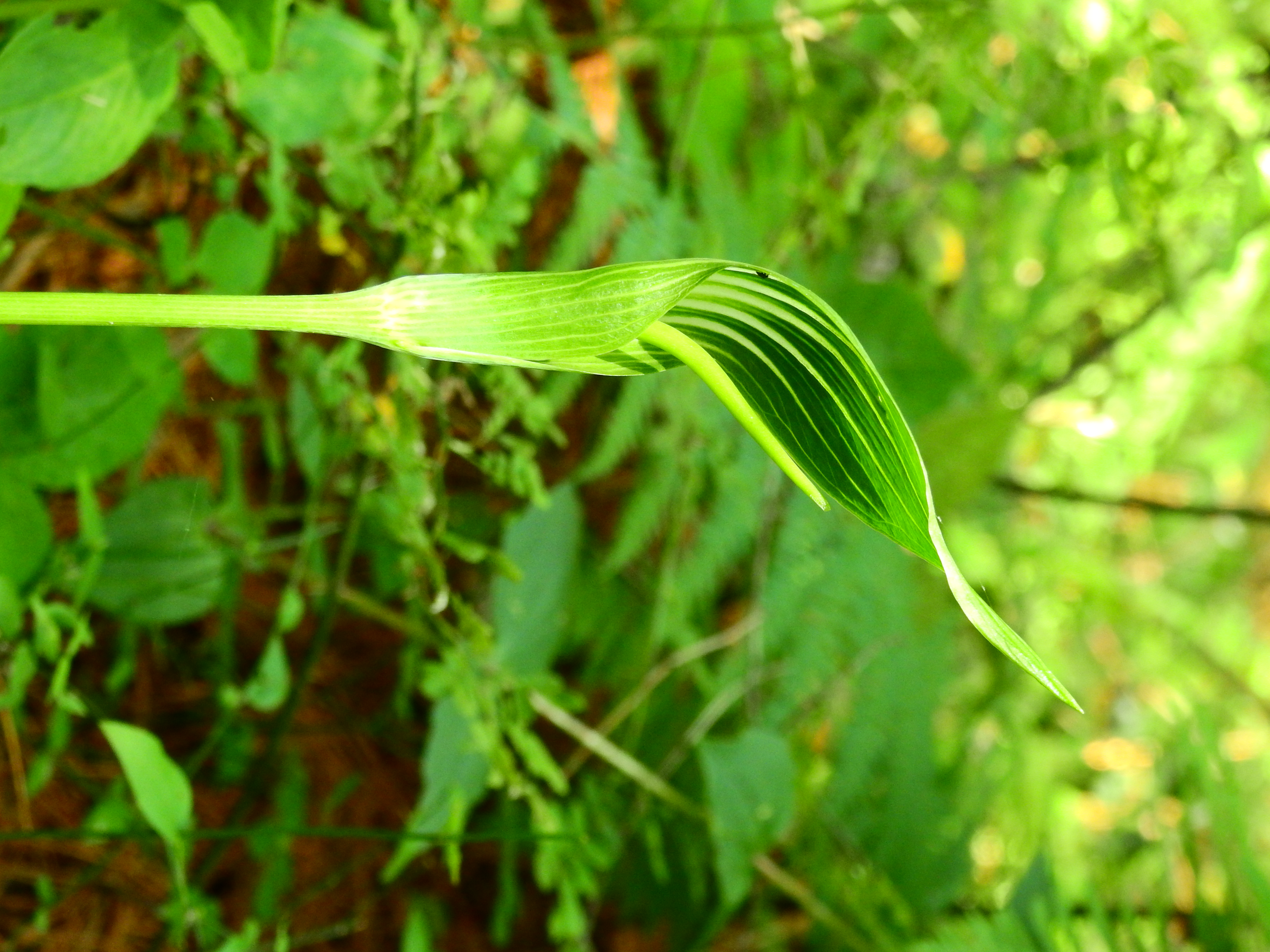 DSCN6890