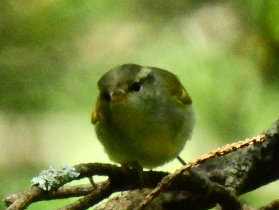 DSCN6928_v1