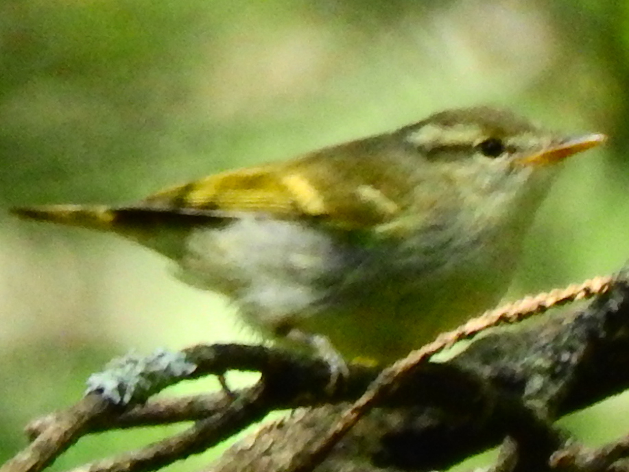 DSCN6929_v1